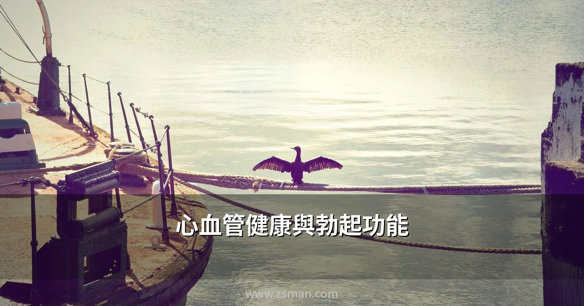 心血管健康與勃起功能關係示意圖 - zsman.com